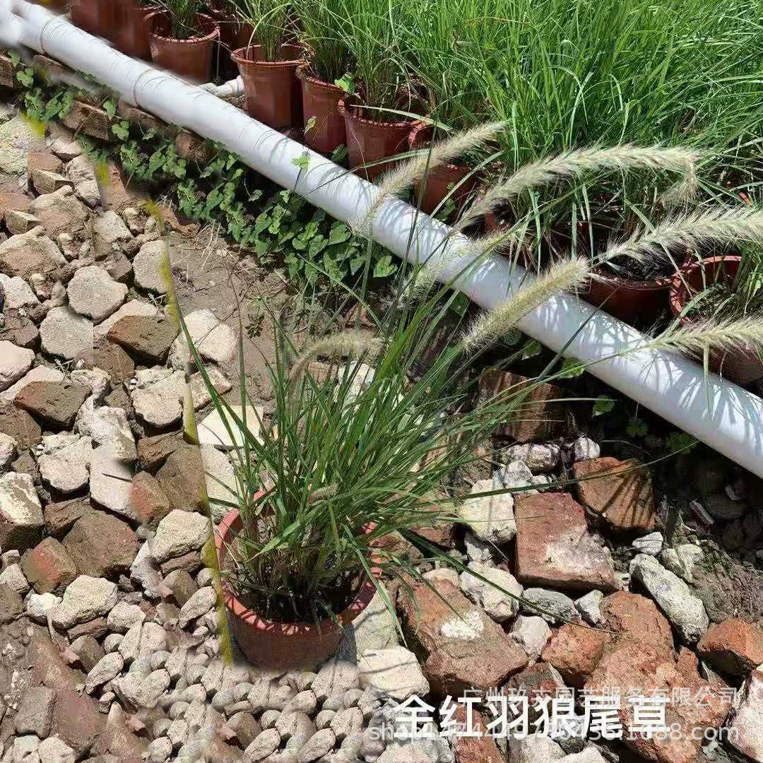 Декоративная трава-Pennisetum декоративное растение в горшке сад листовое зеленое растение