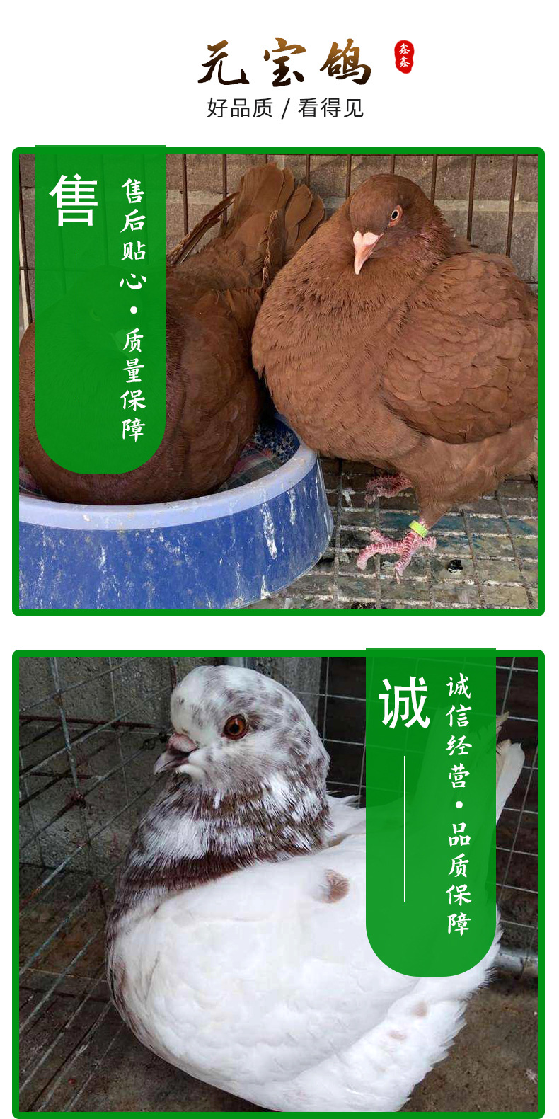 元宝鸽详情页-_03.jpg
