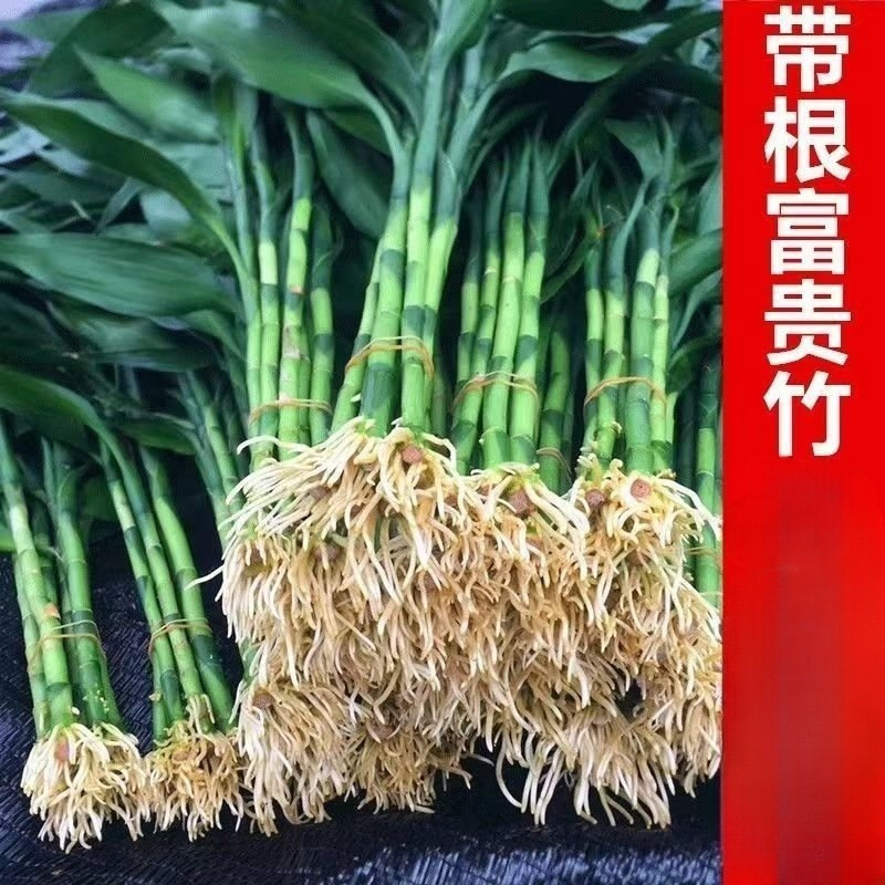 Bamboo Plants with Roots for Water Cultivation, Suitable for Living Room Hydroponics or Soil Cultivation, Large Bamboo Green Plants That Purify the Air, Easy to Care For, Wholesale Bamboo Plants with Roots for Water Cultivation, Suitable for Living Room Hydroponics or Soil Cultivation, Large Bamboo Green Plants That Purify the Air, Easy to Care For, Wholesale