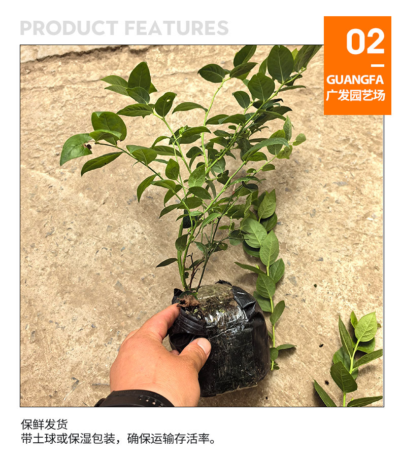 1蓝莓苗_04.jpg