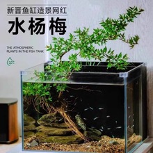 懒人水杨梅家用水培桌面容易养绿植鱼缸老桩居家精致室内造景