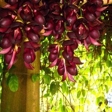 油麻藤种子多年生豆科常青爬藤植物牛马藤大血藤种子批发代发