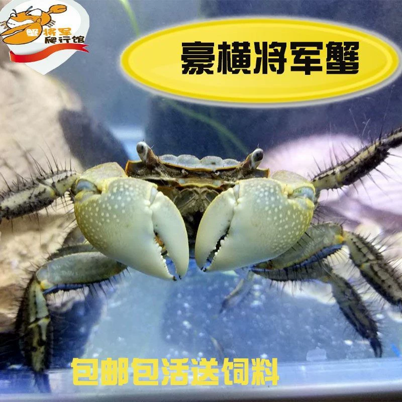 Краб, краб чили, общий краб, декоративный краб, большой размер, чистка, удаление водорослей, пресноводный краб, декоративный настольный питомец