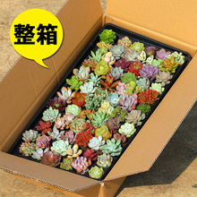 ҃ԻһֲMbGֲB⻨莧