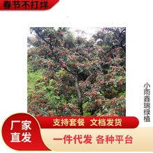 һ�����l��������Ĵ��hԴ��t�۟o�����Ԯ���Y���ļ��Nֲ�齷��