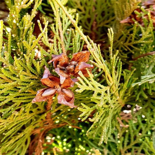 �²ɂȰطN�� �ؘ�N�� ����ؙu�����؈A�ش̰��S�ر�ؘ�N����