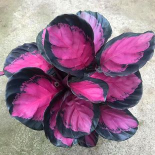 �������������\Ů�������҃�ϲꎺ��Bֲ����������՚���~�󻨻�