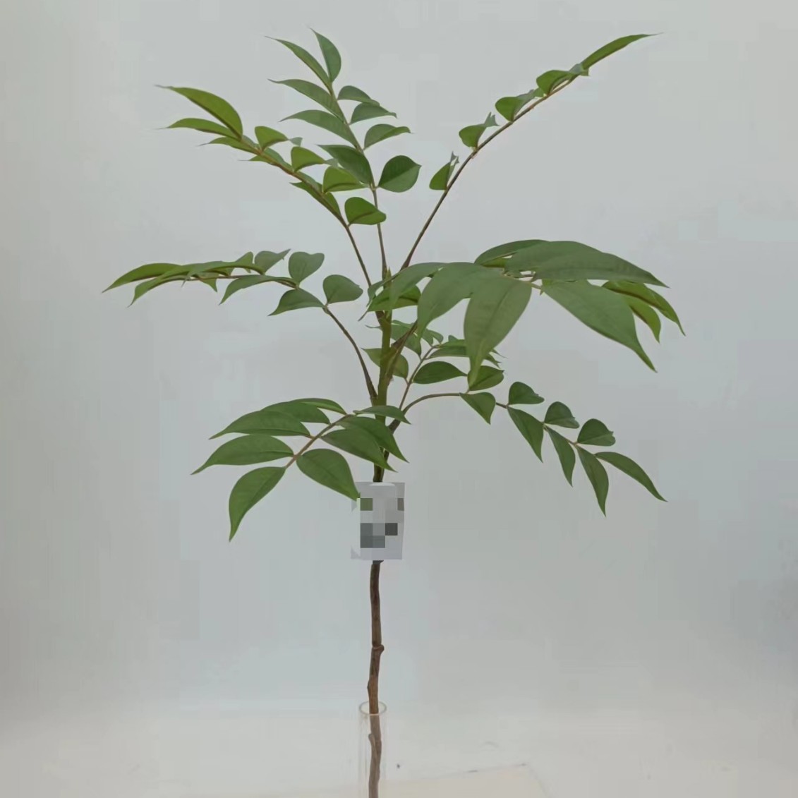 옻칠 나무 잎