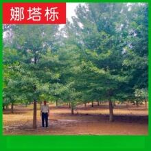 厂家直销娜塔栎树 北美红栎 纳塔栎北美红橡德州栎
