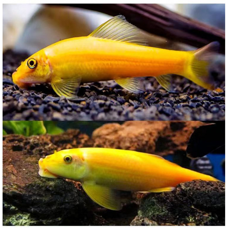 Peces limpiadores, musgo dorado, ratas, peces, ratas, herramientas de limpieza de acuarios, tres espadachines para comer musgo para eliminar algas, envío gratuito.