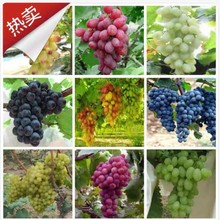 葡萄种子四季播阳台盆栽巨峰玫瑰香提子无籽葡萄水果种籽树苗