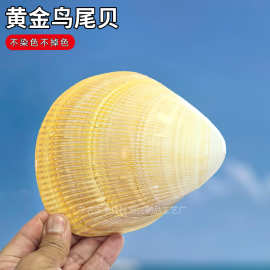 天然海螺贝壳黄金鸟尾贝超大摆件装饰鱼缸造景家居标本收藏心形情