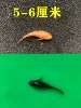 1 Huang Qingfu + 1 Black Qingfu 5-6cm