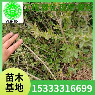 Purple Leaf Water Wax Cup Seedlings, Water Wax Container Cup Seedlings, Evergreen Seedlings, Shrubbery Cup Seedlings, Color Block Hedges
