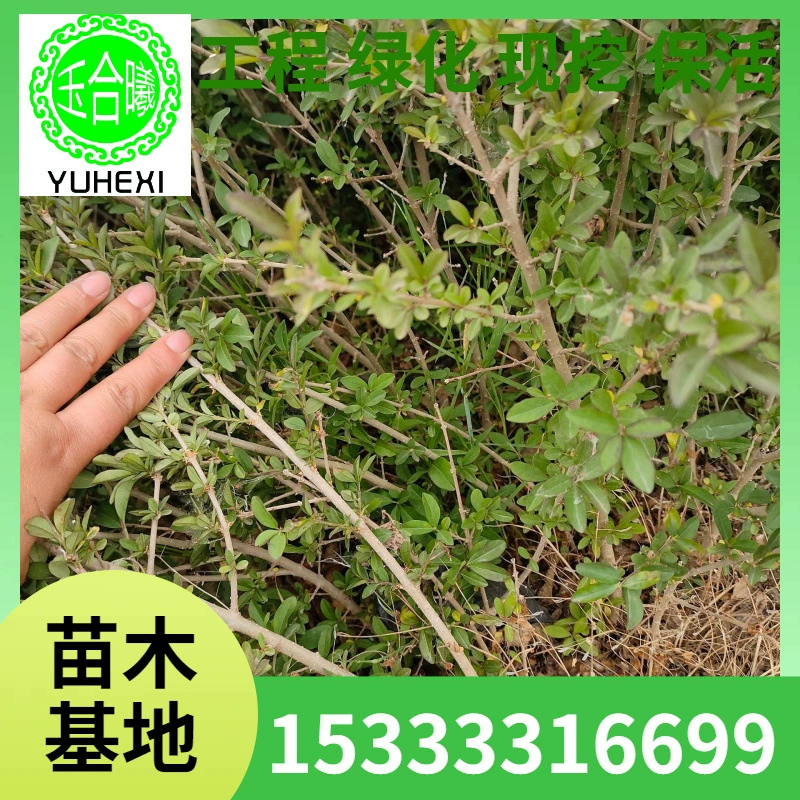 Саженцы в чашках с водным воском с фиолетовыми листьями, саженцы в чашках с водным воском, вечнозеленые саженцы, саженцы в чашках с кустарниками, живые изгороди с цветными блоками