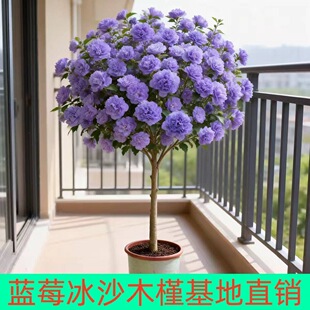 ľ�Ȼ������ʳ�ð�����ľ�Ȼ��ذ�����̨ͥԺ�����ͺ��ļ����B