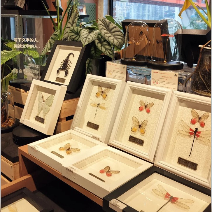 Butterfly Specimen Photo Frame Stereo Hollow Glass Display Frame Insect Specimen Decorative Picture Frame High-End Display Photo Frame