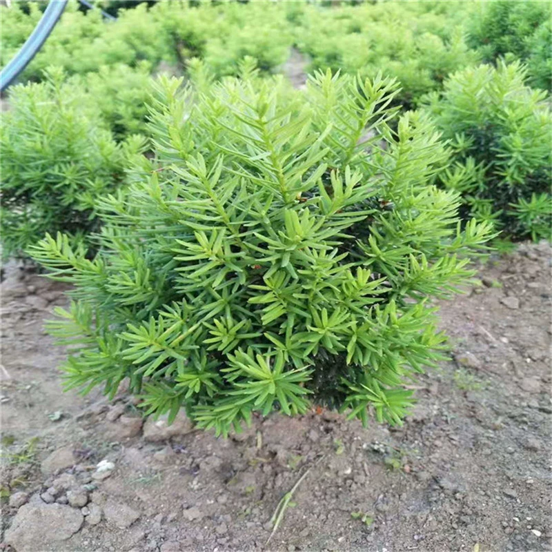 База Оптовая Япония Рассада многобобовой пихты Экономическое облесение Рассада Taxus chinensis Многоголовая ель Рассада Вилла Двор Зеленая посадка