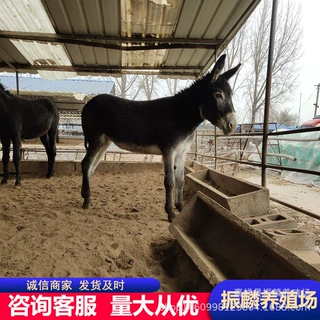 德州驴苗一头价格 肉驴苗养殖场在哪 山东大型肉驴养殖场