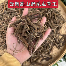【野采虫草王】云南小高山野采虫草王