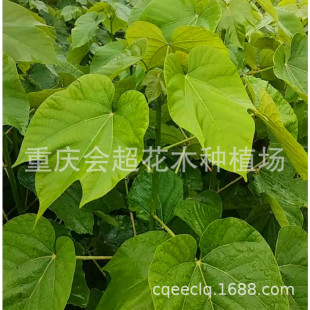 ��ͩ�����������ͩ���� ����ͩ�� �a��ֱ�N ����ă���ľ