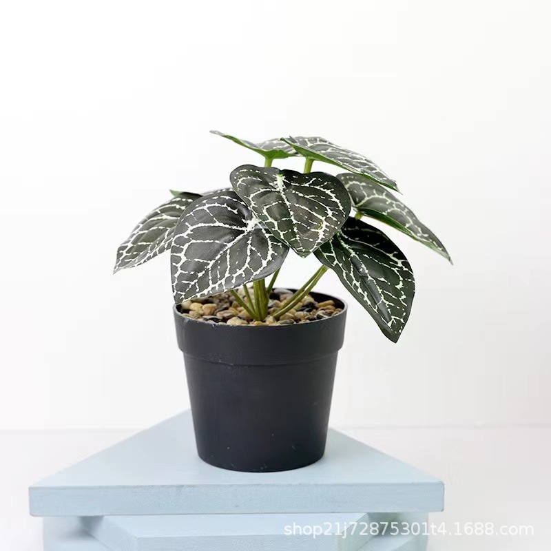 小石子国际盆 网纹叶