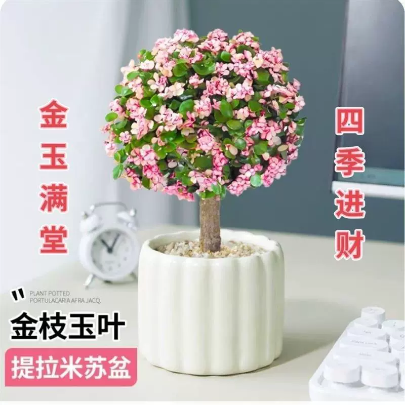 Jin Zhi Yu Leaf много лет