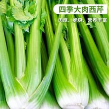 ļ۷NӸ߮ą߲˷Nļˬ۲˷N