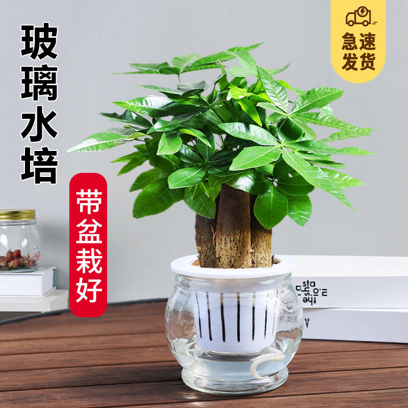 Fortune Tree Potted Plant Desktop Glass Hydroponic Plant Money Tree Indoor Evergreen Easy-Care Small Potted Plant Fortune Tree Potted Plant Desktop Glass Hydroponic Plant Money Tree Indoor Evergreen Easy-Care Small Potted Plant