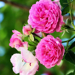 �ؑc�Nޱ����  �ؑc�Nޱ�� �ٱ��Nޱ �ؑc����G�������l