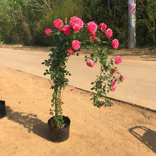 蔷薇花苗藤本月季大花浓香庭院爬藤植物花卉盆栽阳台玫瑰爬墙四季