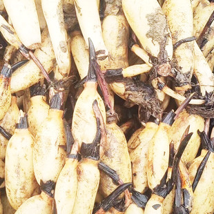 Wholesale Ornamental Lotus Seedlings, Lotus Root Seedlings, Potted Root Seedlings, Ornamental Lotus Root Seedlings, Lotus Seedlings