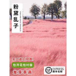 Fendai Grass Seeds Are Sown in All Seasons, Perennial, Easy-To-Live and Cold-Resistant Garden Hairy Grass Seeds