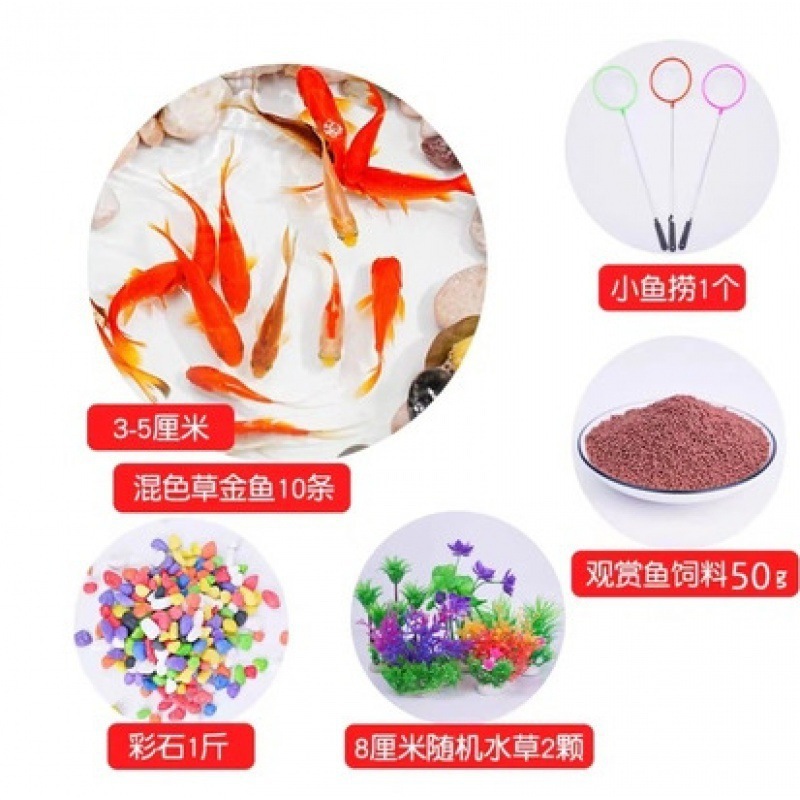 小金魚卸売、活魚、観賞魚、小卸売、鯉、鯉、三色赤白子頭、入門レベルの耐久性のあるヘアエクステンション|undefined