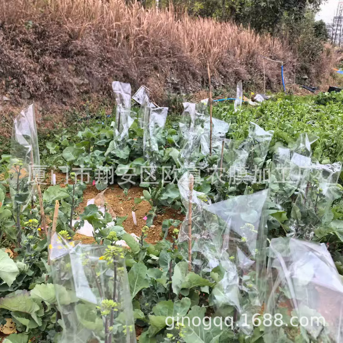 农业种植瓜果蔬菜种植套袋 油菜花授粉袋实验 防雾套袋 微孔袋