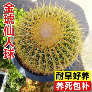 Golden Tiger Cactus Indoor Golden Cactus Small Potted Extra Large Succulent Plant Large Easy-To-Care Premium Rare Cactus