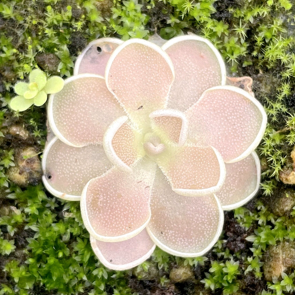 Св. Терудис Алан Ловушка Ловушка