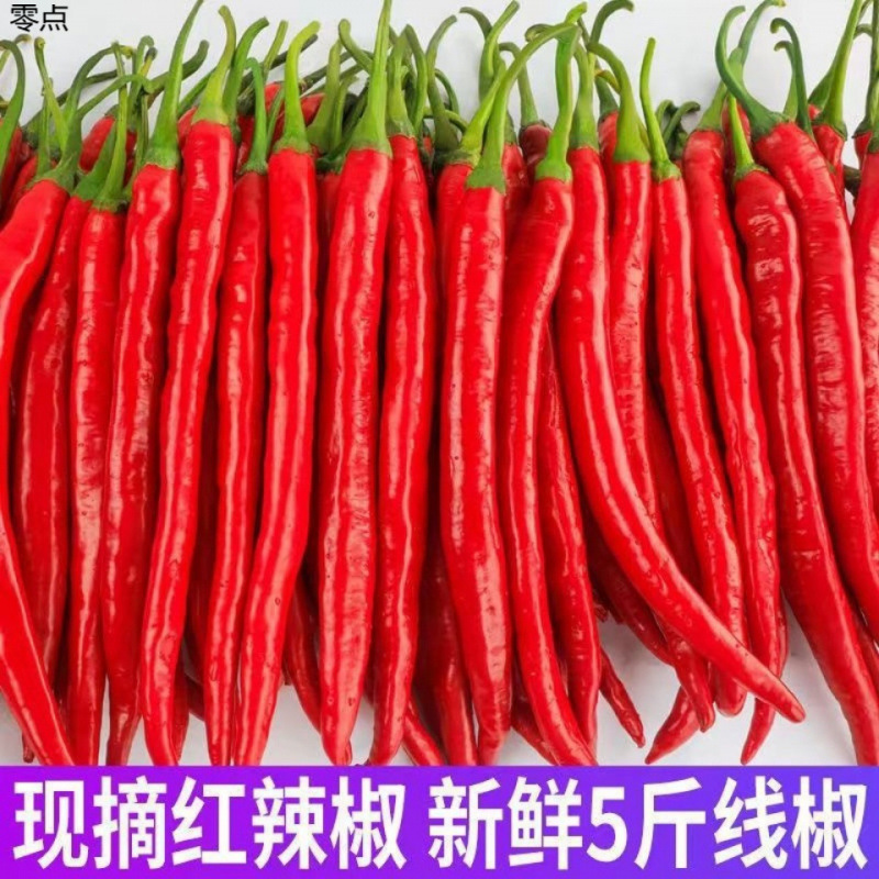 红辣椒新鲜农家红线椒二荆条超辣尖椒线椒可做辣椒酱辣妹子包邮