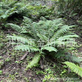 Scale Fern Base Wholesale Cold-Resistant and Shade-Tolerant Plant Pod Fern Potted Green Plant Cup Seedlings Courtyard Fern Seedlings