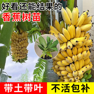 �㽶�������Ե��԰Ž��۽��ͺ������㽶���Ϸ������ļ�ͥԺ������