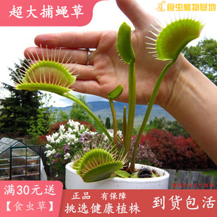 Flytrap, Super Large Insect-Eating Plant, Large Potted Plant, Good Delivery, Mosquito Trap, Mosquito Repellent, Man-Eating Flower