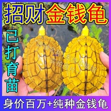 ʯ������С������ʯ����lؔ����������С��������