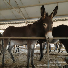 山东德州驴养殖场 德州驴养殖 黑驴 改良小活驴苗