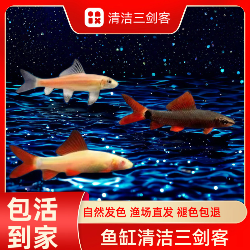 Peces limpiadores, musgo dorado, ratas, peces, ratas, herramientas de limpieza de acuarios, tres espadachines para comer musgo para eliminar algas, envío gratuito.
