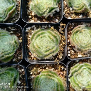 Moonlight Box Succulent Plants Rare and Interesting Furry Cute and Strange Succulent Combination Flower Potted Plants