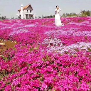 Wholesale Phlox Seedlings Cup Seedlings Zhizhi Cherry Seedlings Perennial Flower Sea Internet Celebrity Grass Flower Outdoor Cold-Resistant Phlox Landscape Seedlings