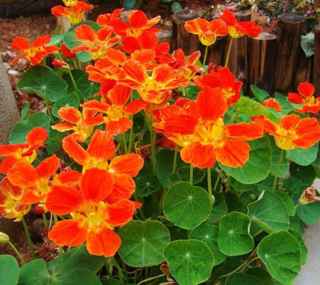 ������˥�ϻ����ﺵ������ȡ��OXYGESKIN