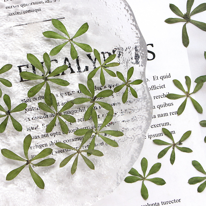 Lara Rattan Leaf Dried Flower Embossed Drop Glue Photo Frame DIY Handmade Material Children's Plant Specimen Sticker Dried Leaves