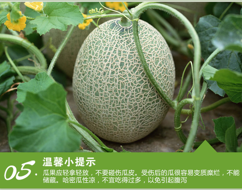 哈密瓜2_11.jpg
