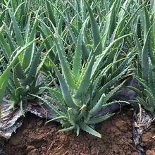 ��צ���J�C �ձ��J�Cș���J�C�~Ƭ ľ���J�C���r��ժ����ֱ�N����